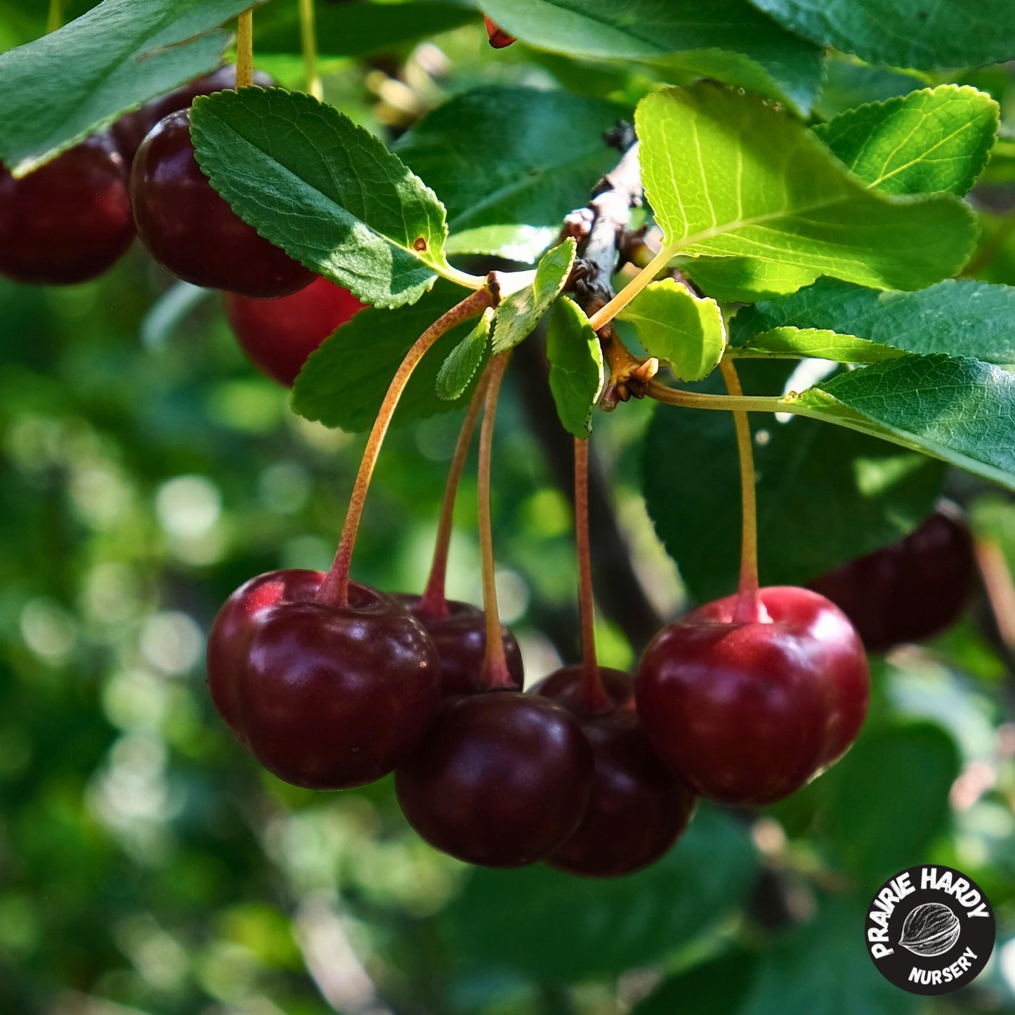Athos Cherry