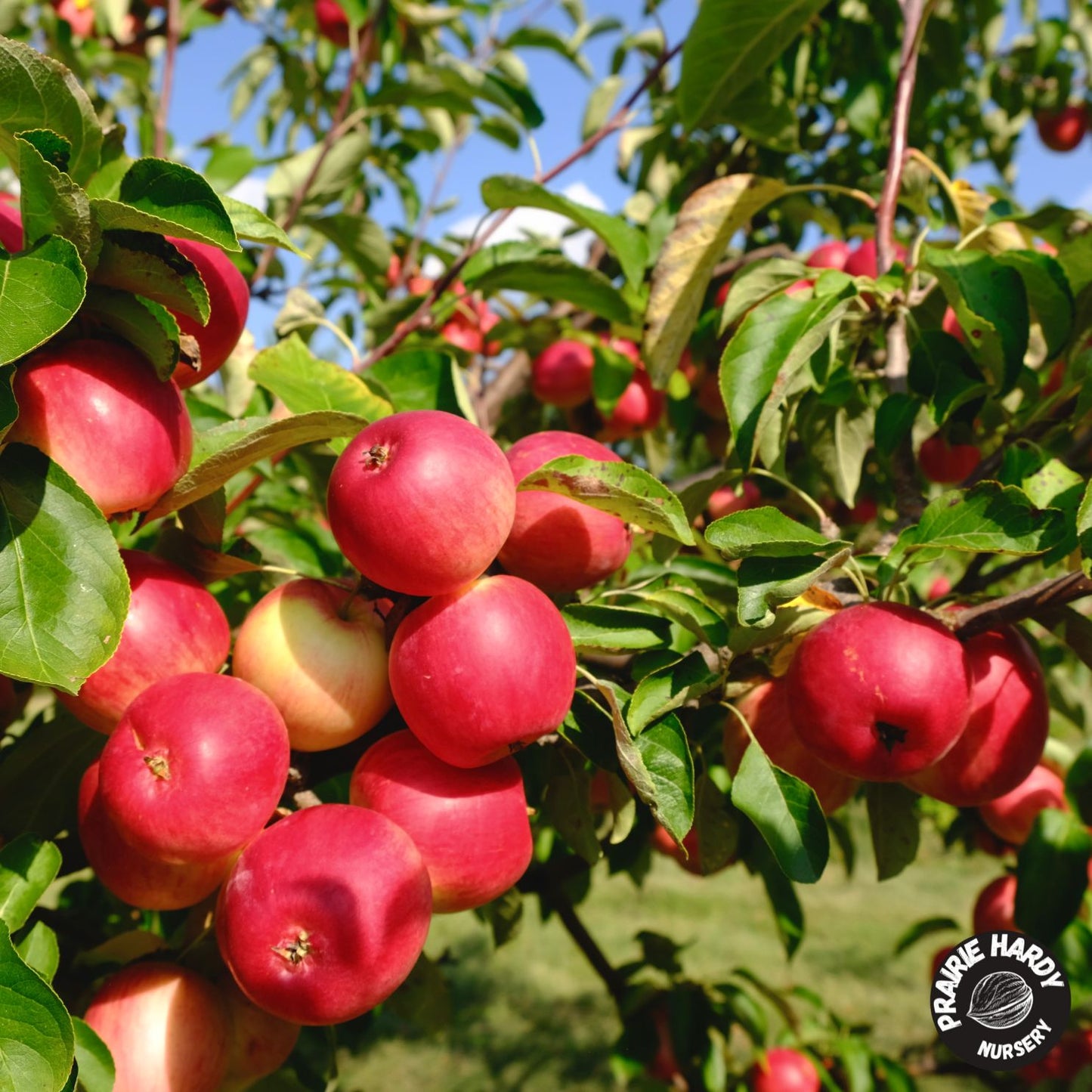 Autumn Delight Apple