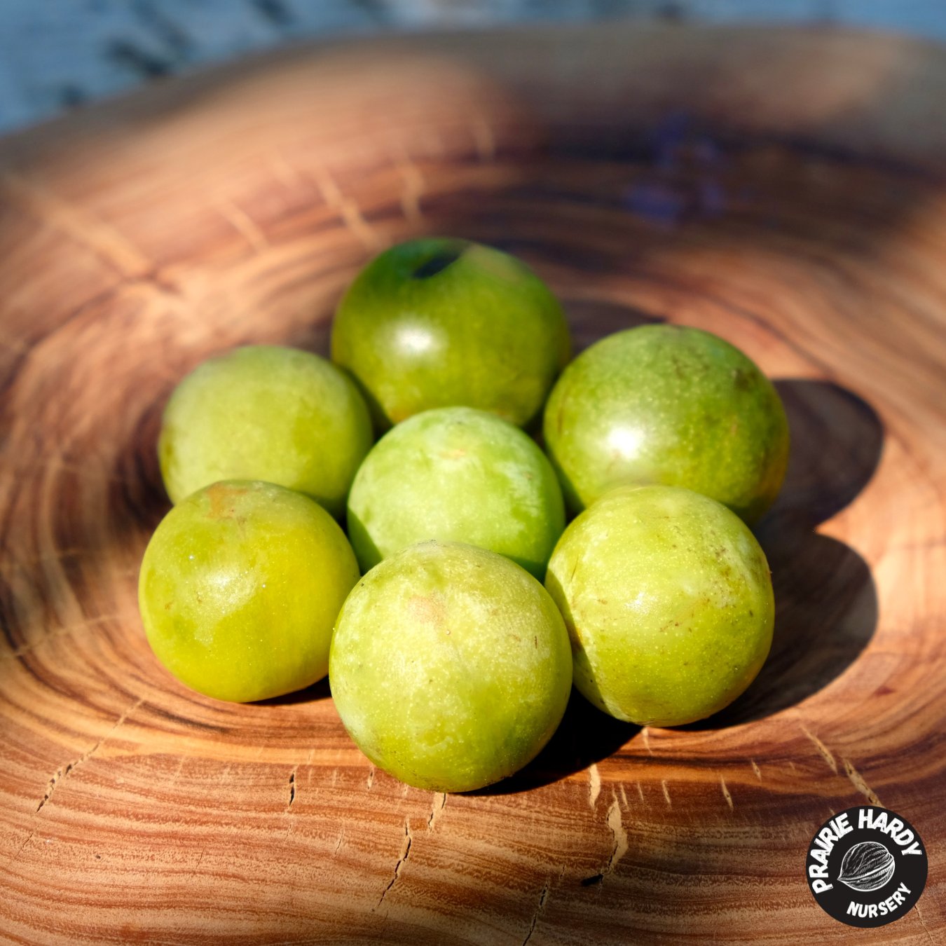 Green Elf Cherry Plum