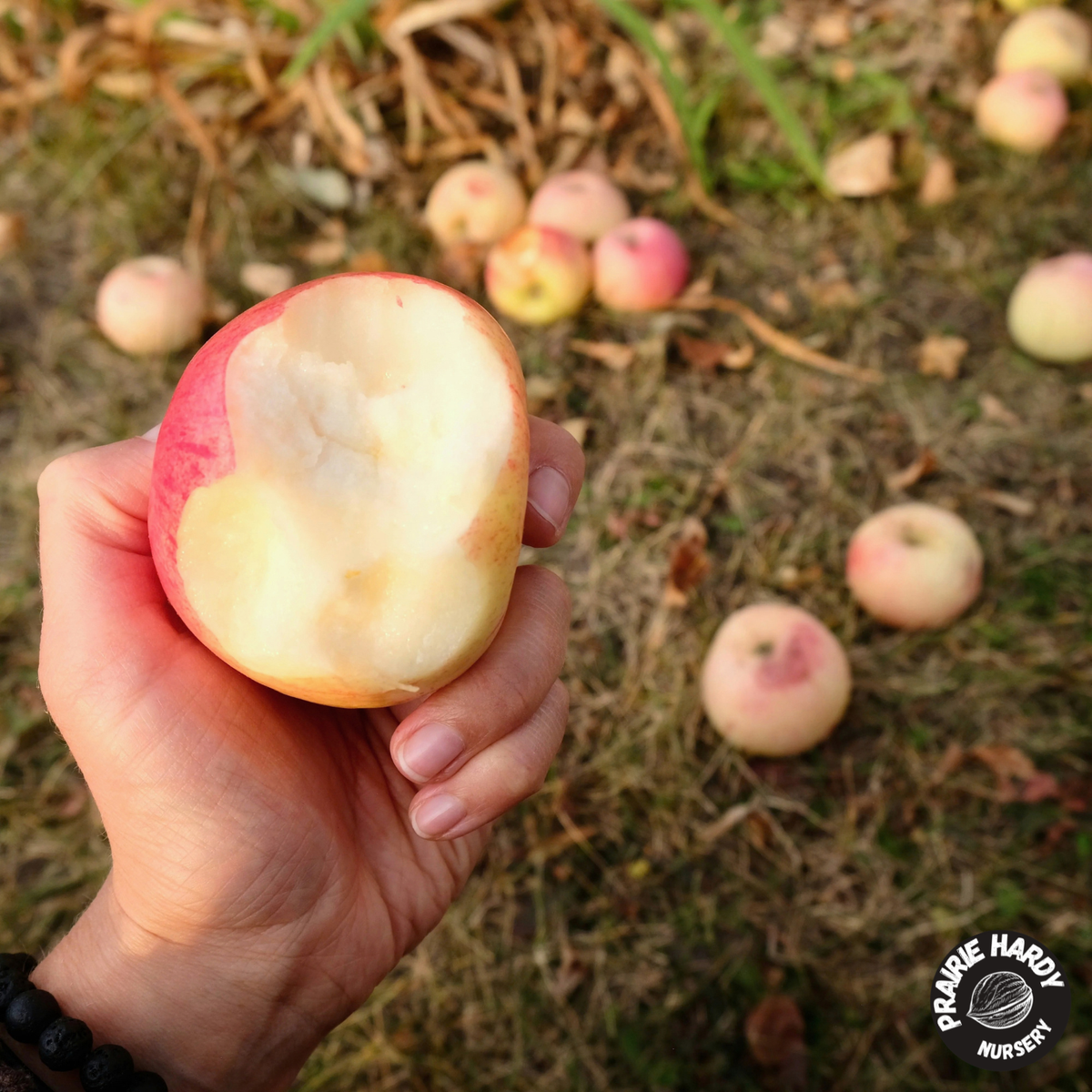 Parkland Apple