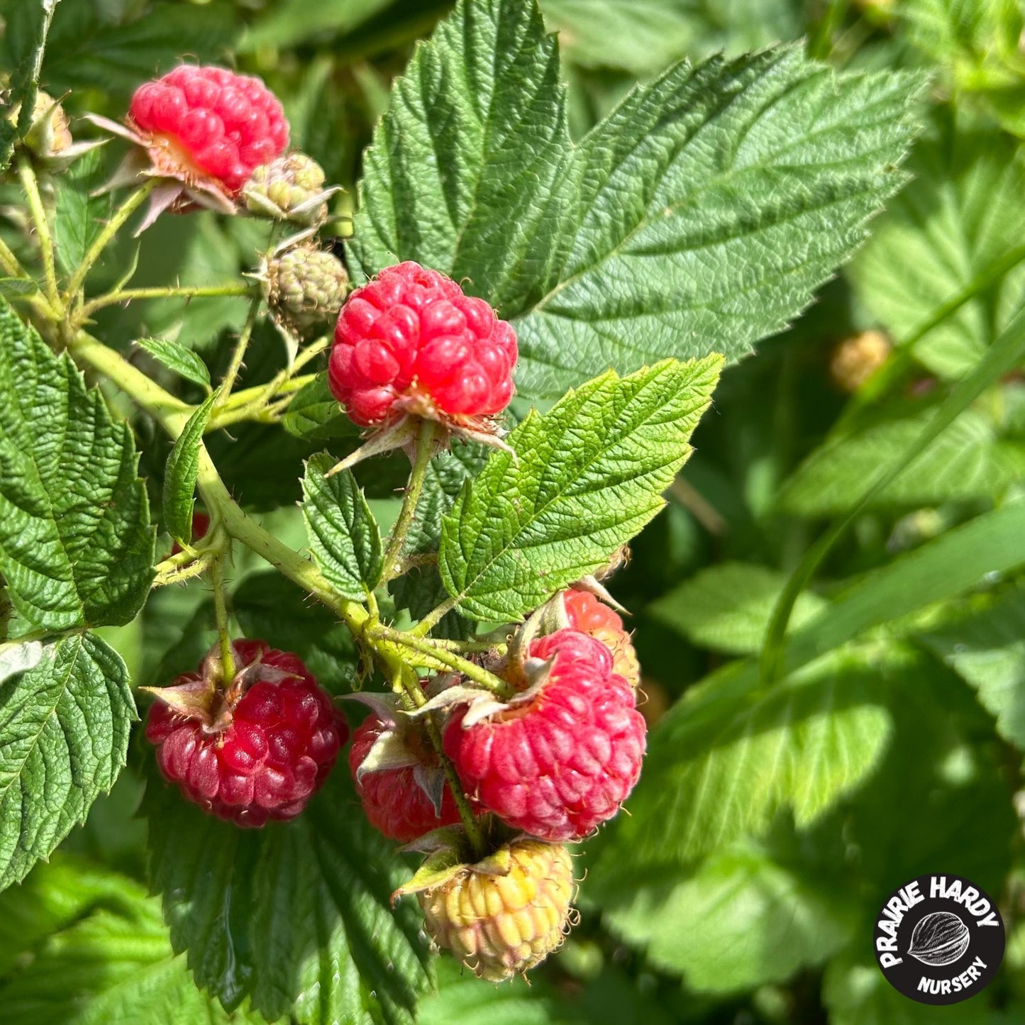 Red Bounty Raspberry
