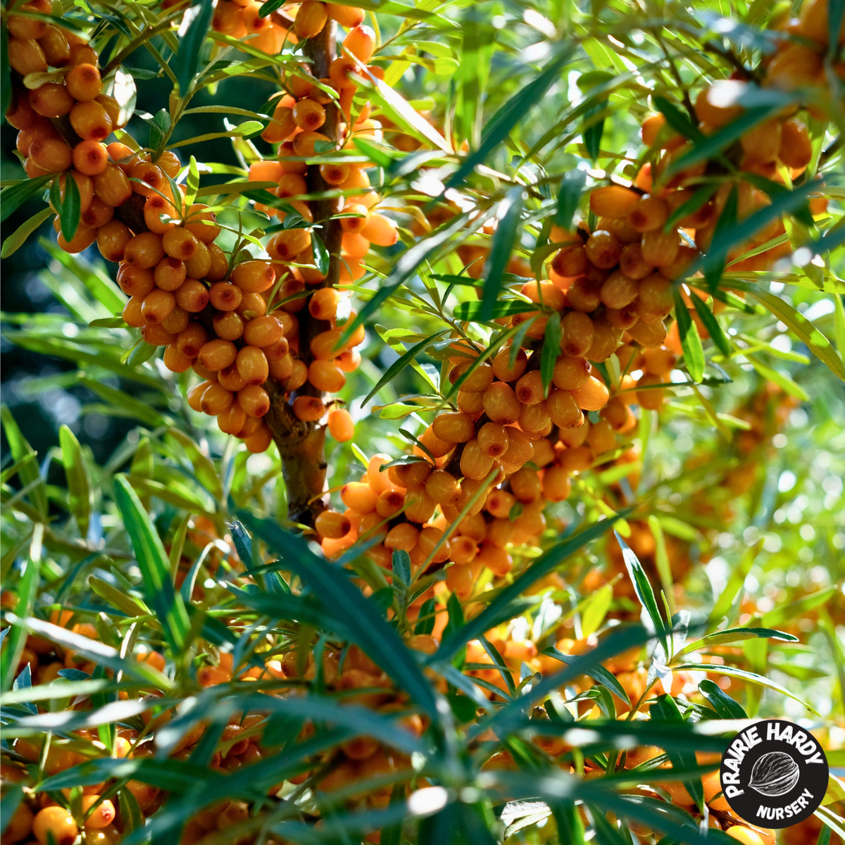 Prozrachnaya Sea Buckthorn