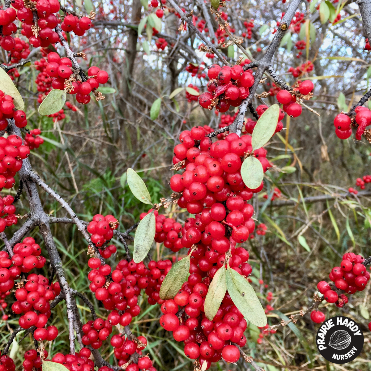 Silver Buffaloberry