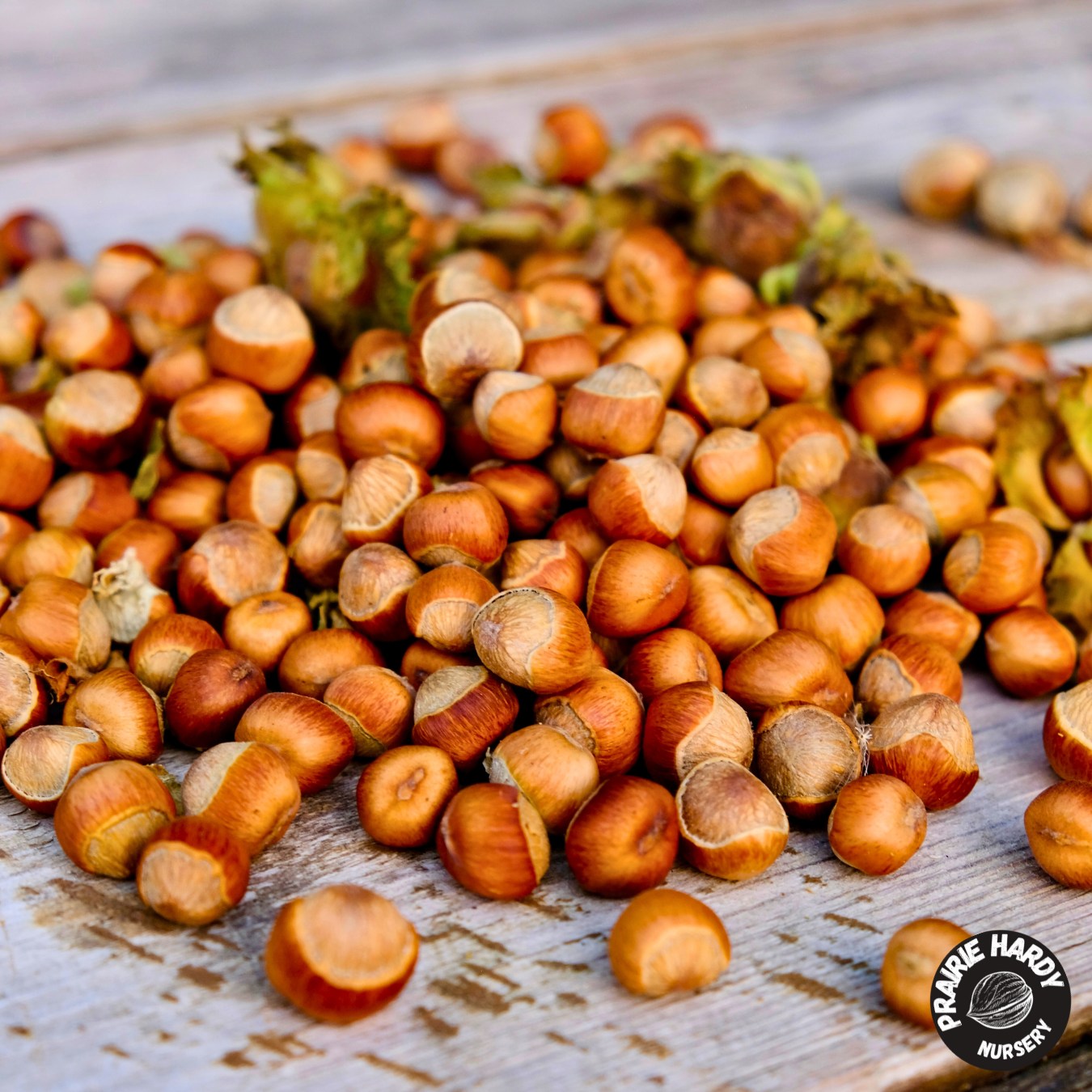 Hazelbert - Prairie Hardy Nursery