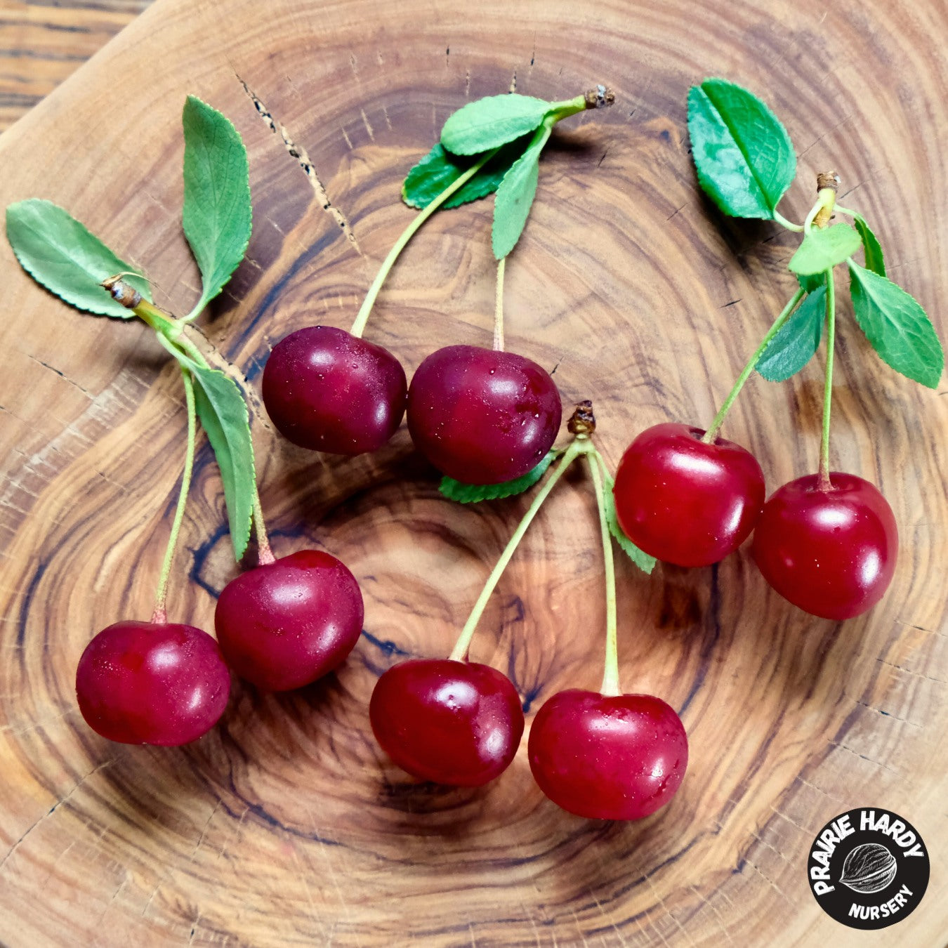 Sour Cherries