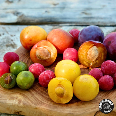 amazing collection of vibrantly coloured PRAIRIE GROWN hardy plums - PRAIRIE HARDY NURSERY