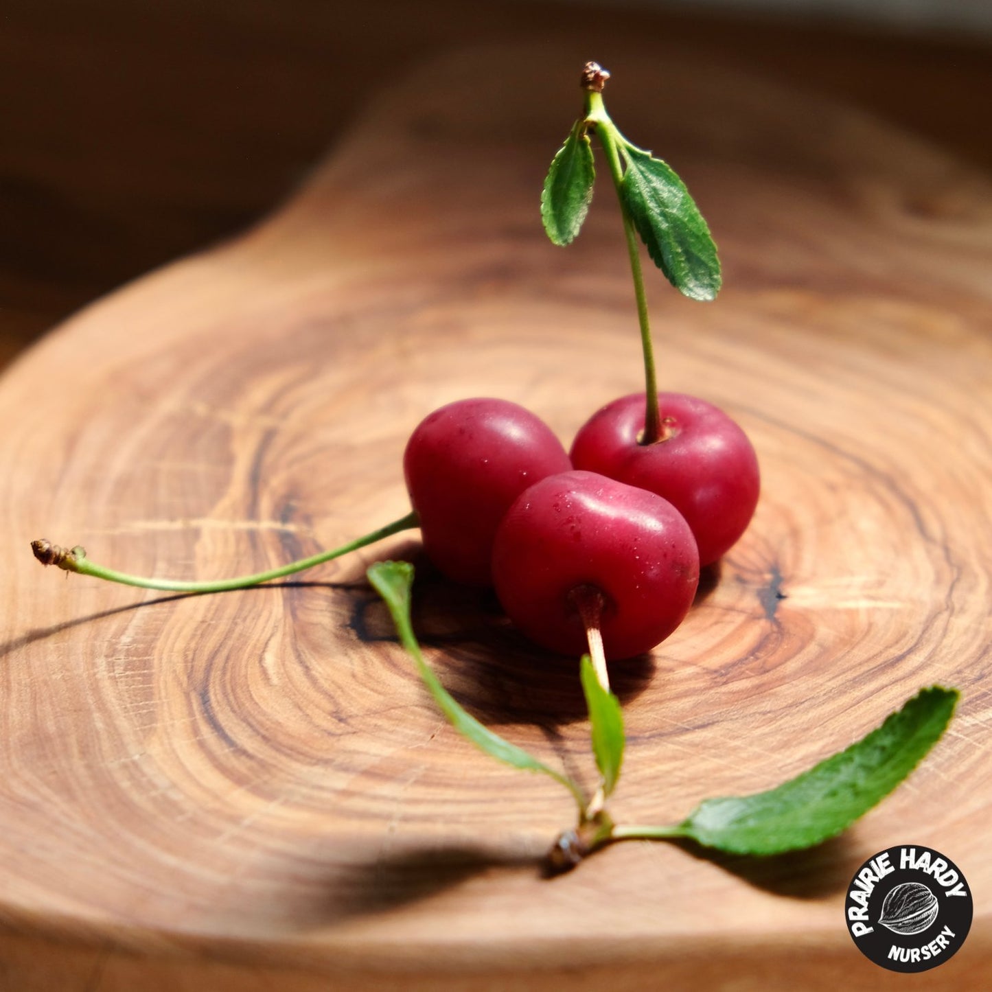 Athos Cherry