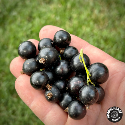 Titania Black Currant