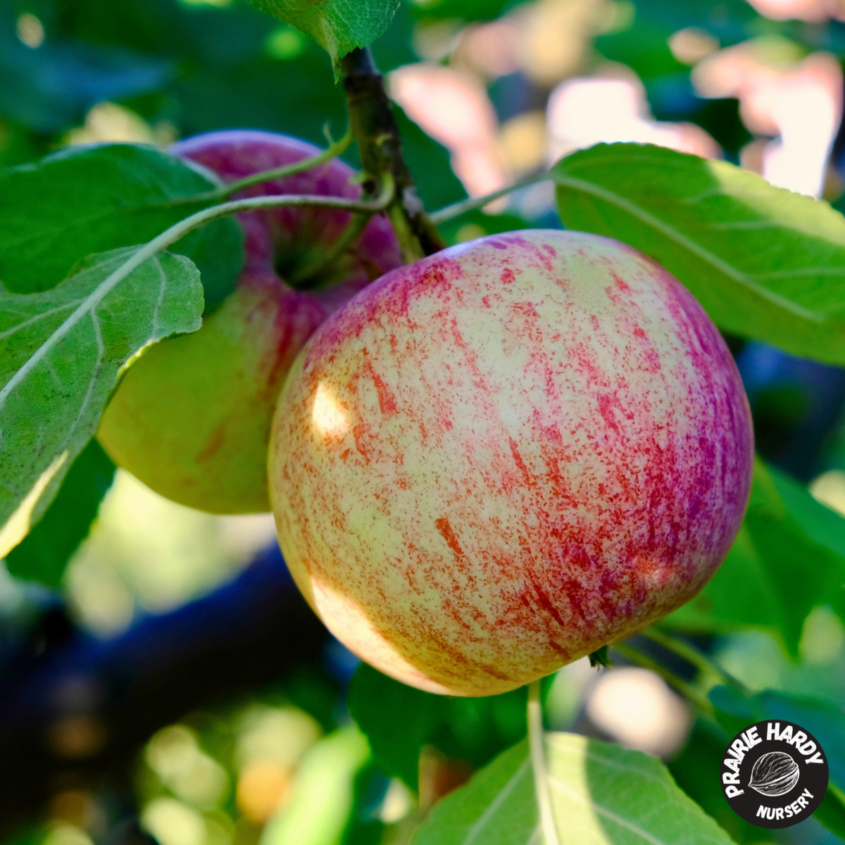 Boris Apple
