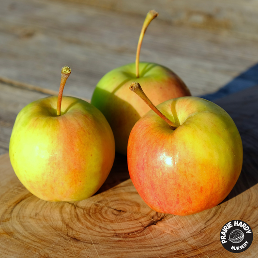 Boughen Delight Apple
