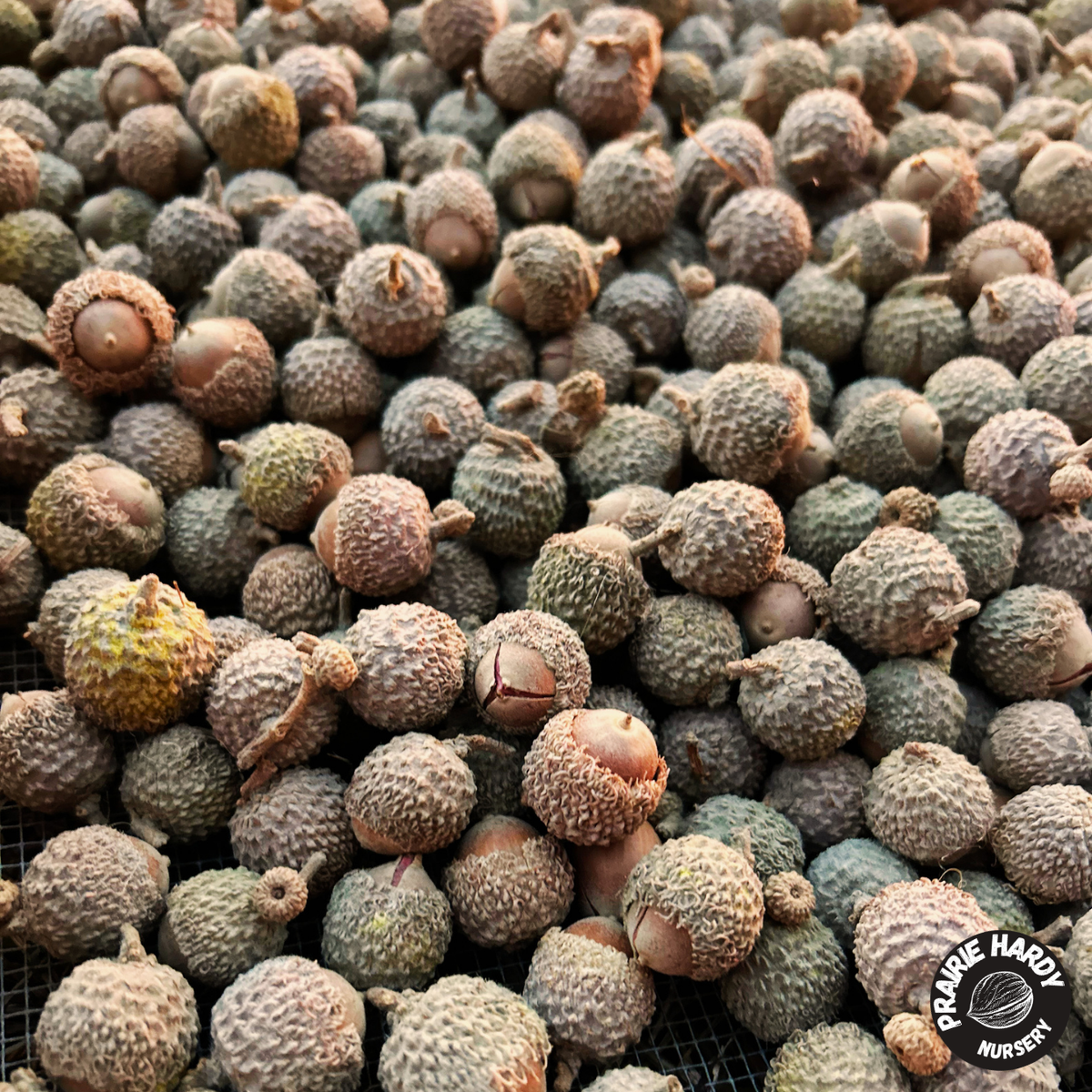 Bur Oak