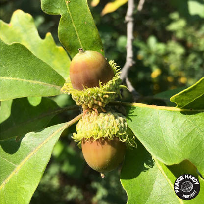Bur Oak