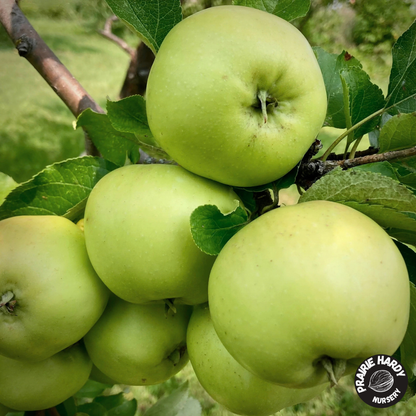 Carlos Queen Apple