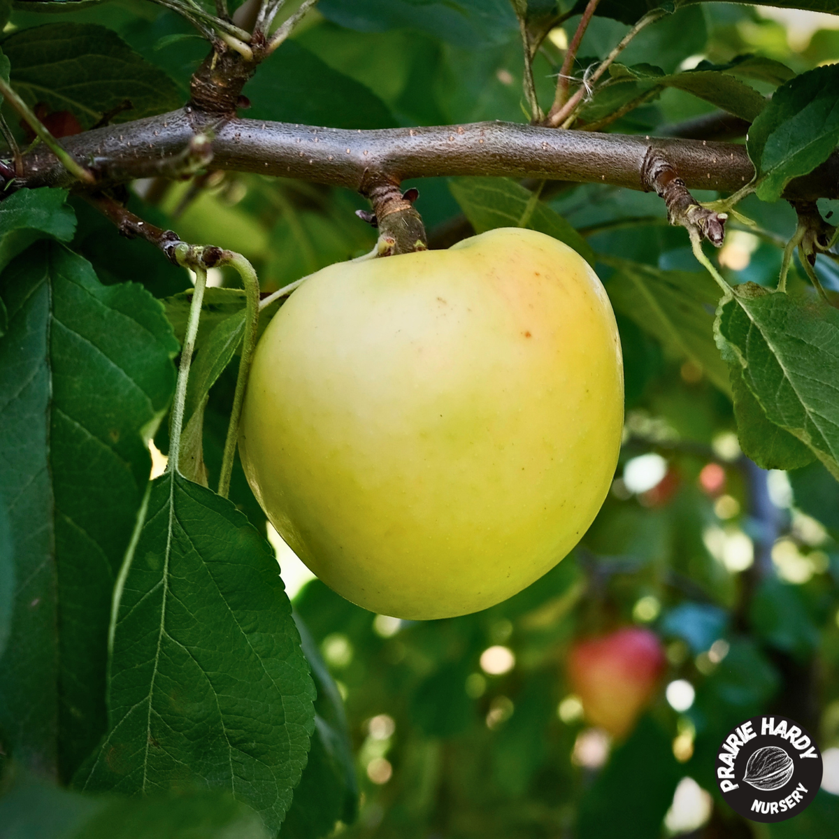 Carlos Queen Apple