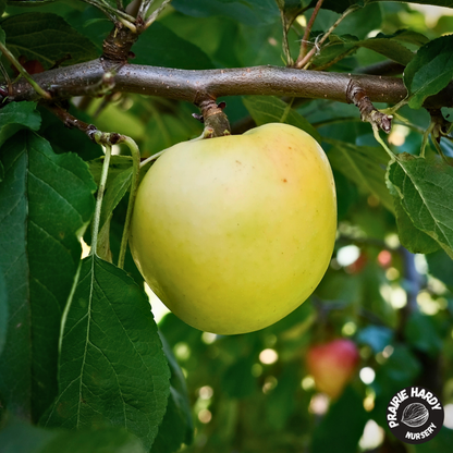 Carlos Queen Apple