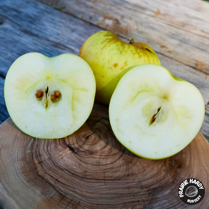 Carlos Queen Apple