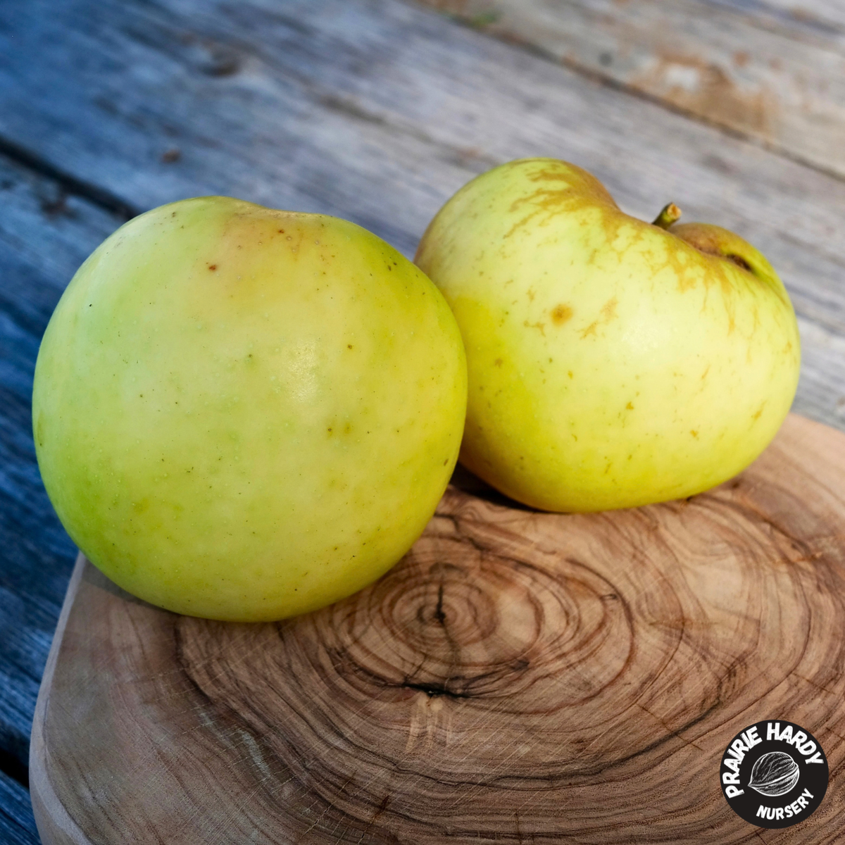 Carlos Queen Apple