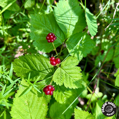 Dwarf Raspberry