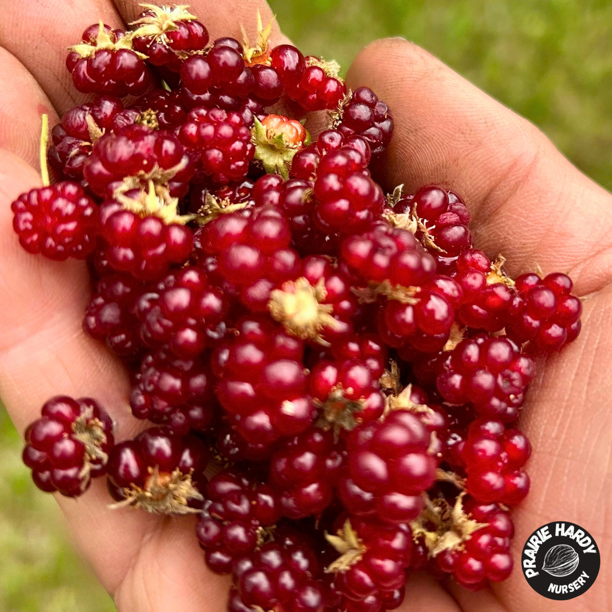 Dwarf Raspberry