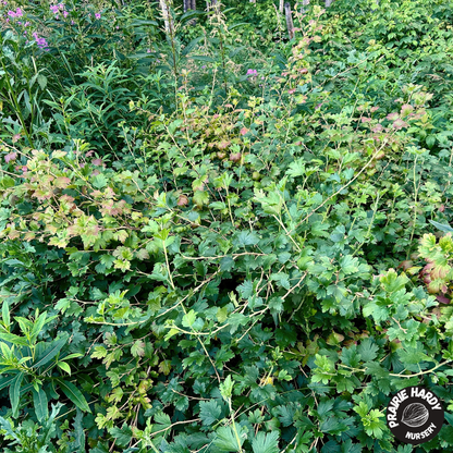 Northern Gooseberry
