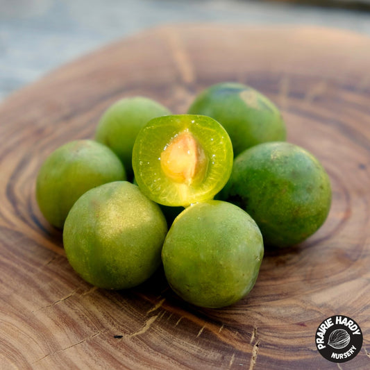 Green Elf Cherry Plum