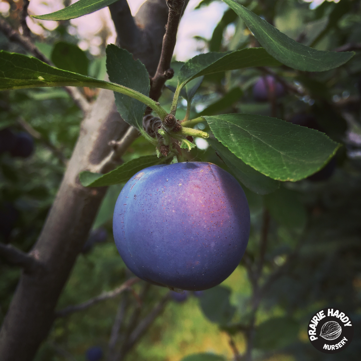 Nikolai Mount Royal Plum