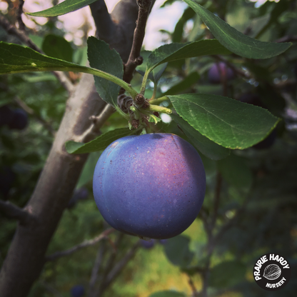 Nikolai Mount Royal Plum