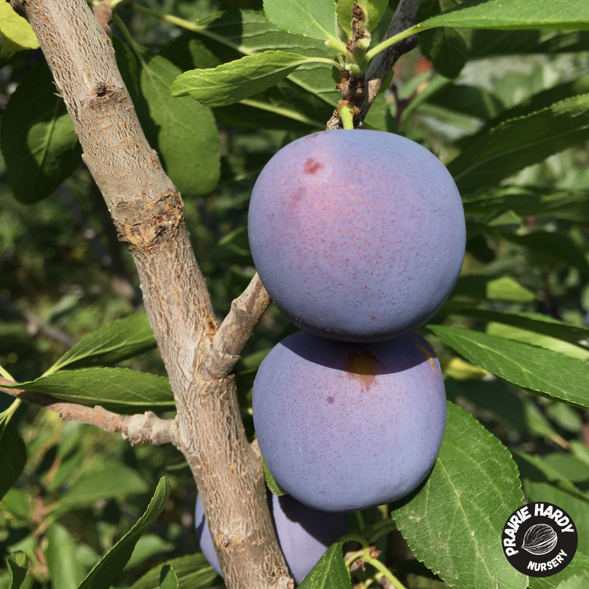 Nikolai Mount Royal Plum
