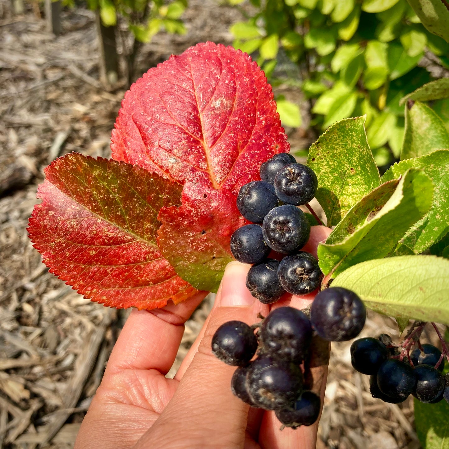 Viking Aronia Berry