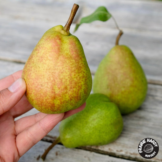 Krasnobokaya Pear