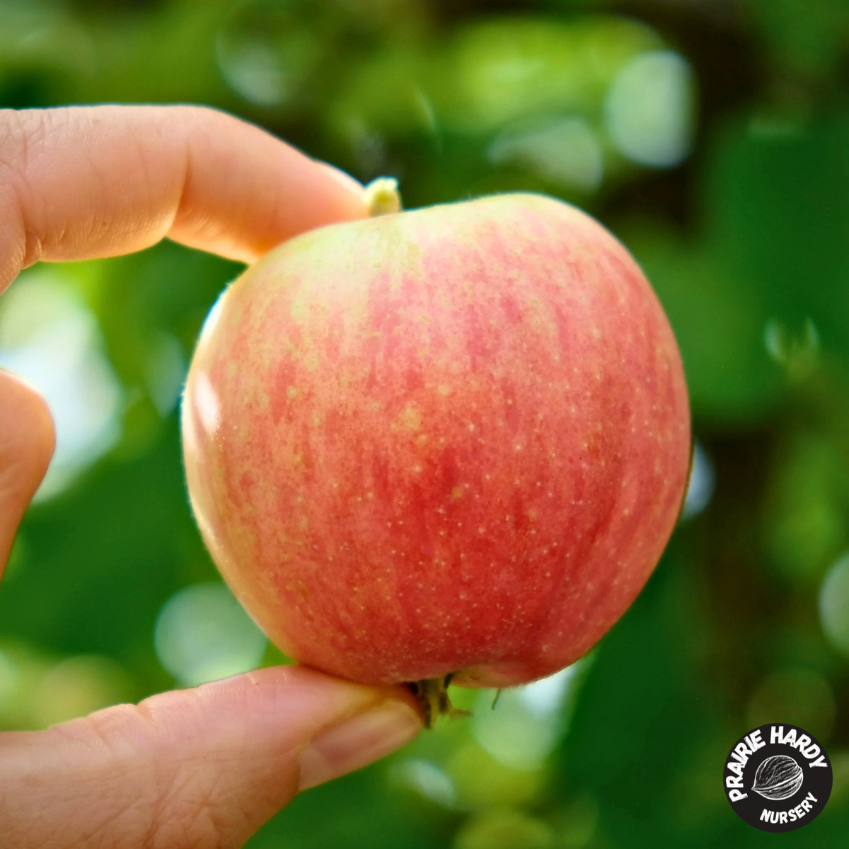Norkent Apple