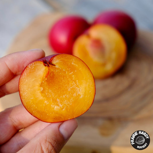 Patterson Pride Plum