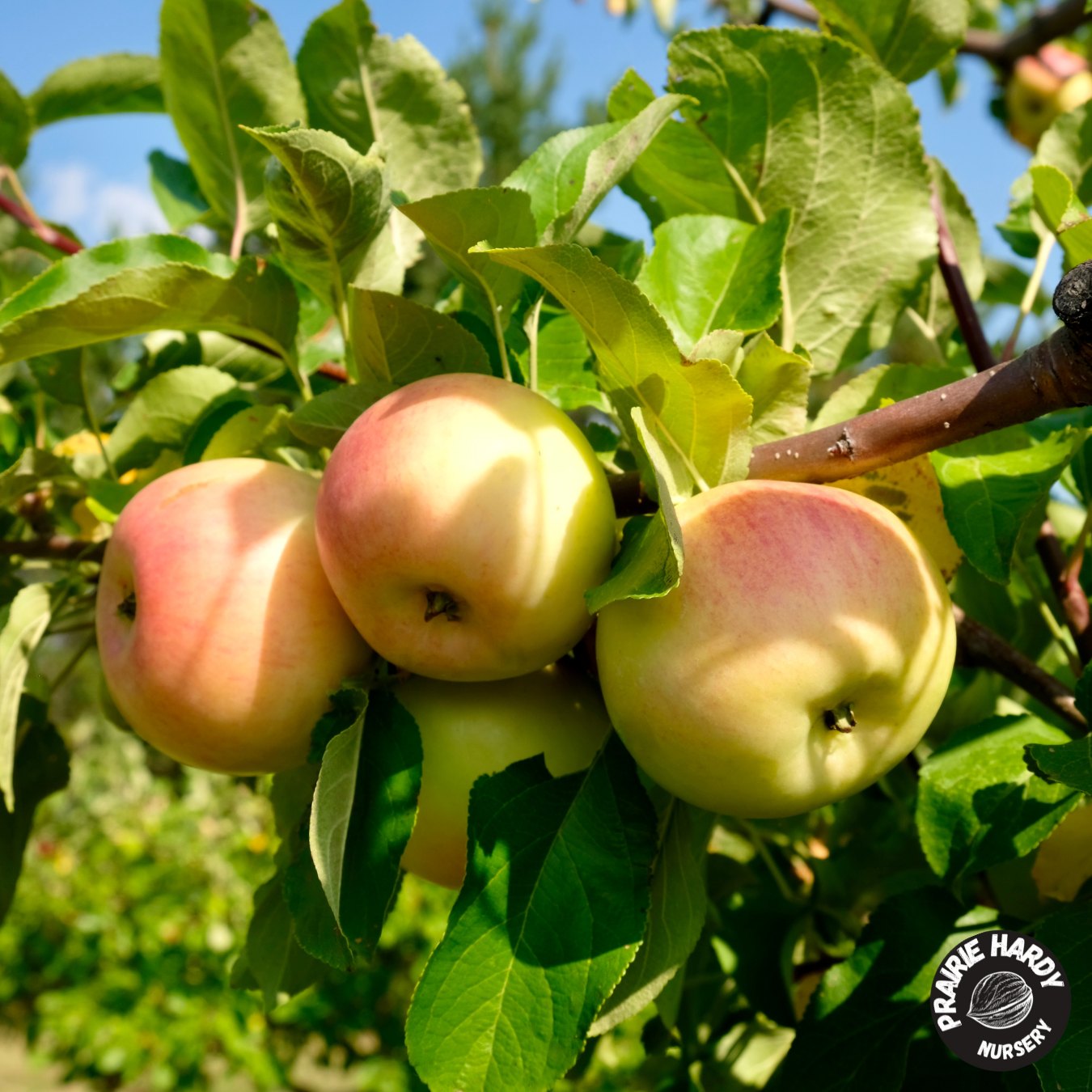 Prairie Sensation Apple