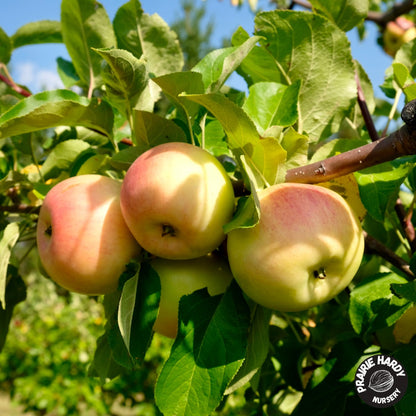 Prairie Sensation Apple