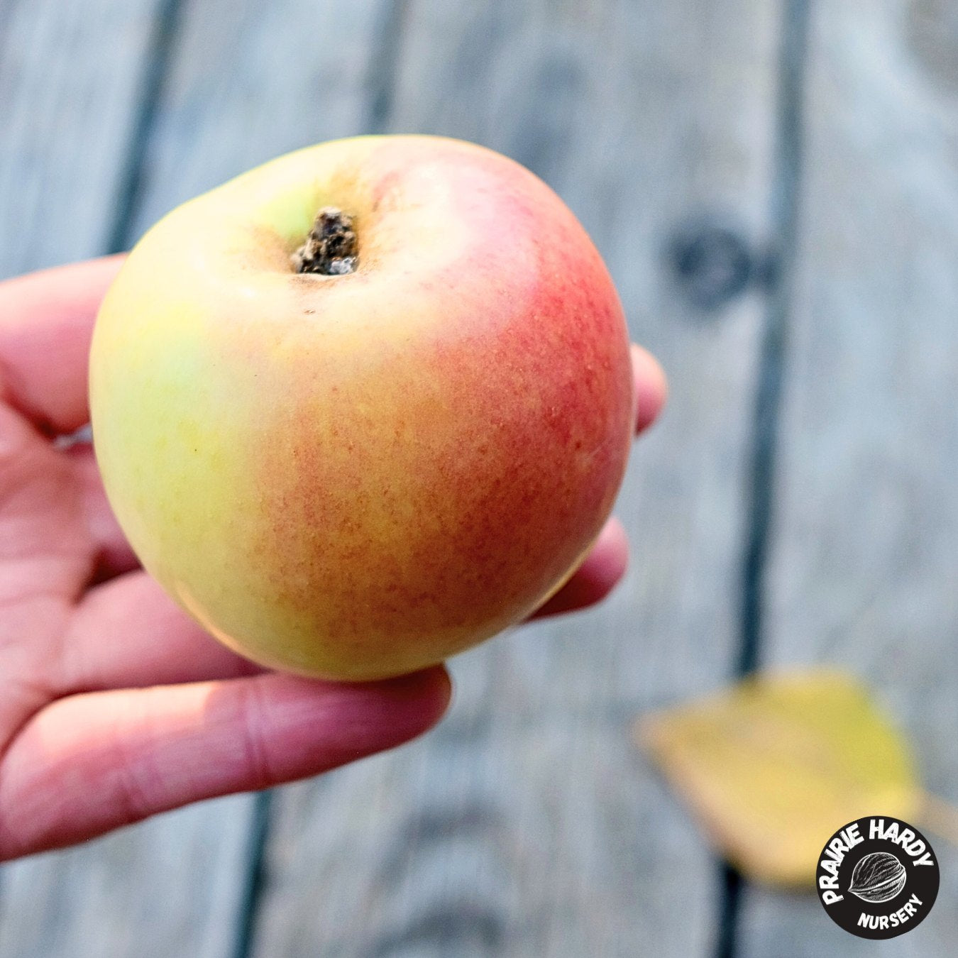 Prairie Sensation Apple