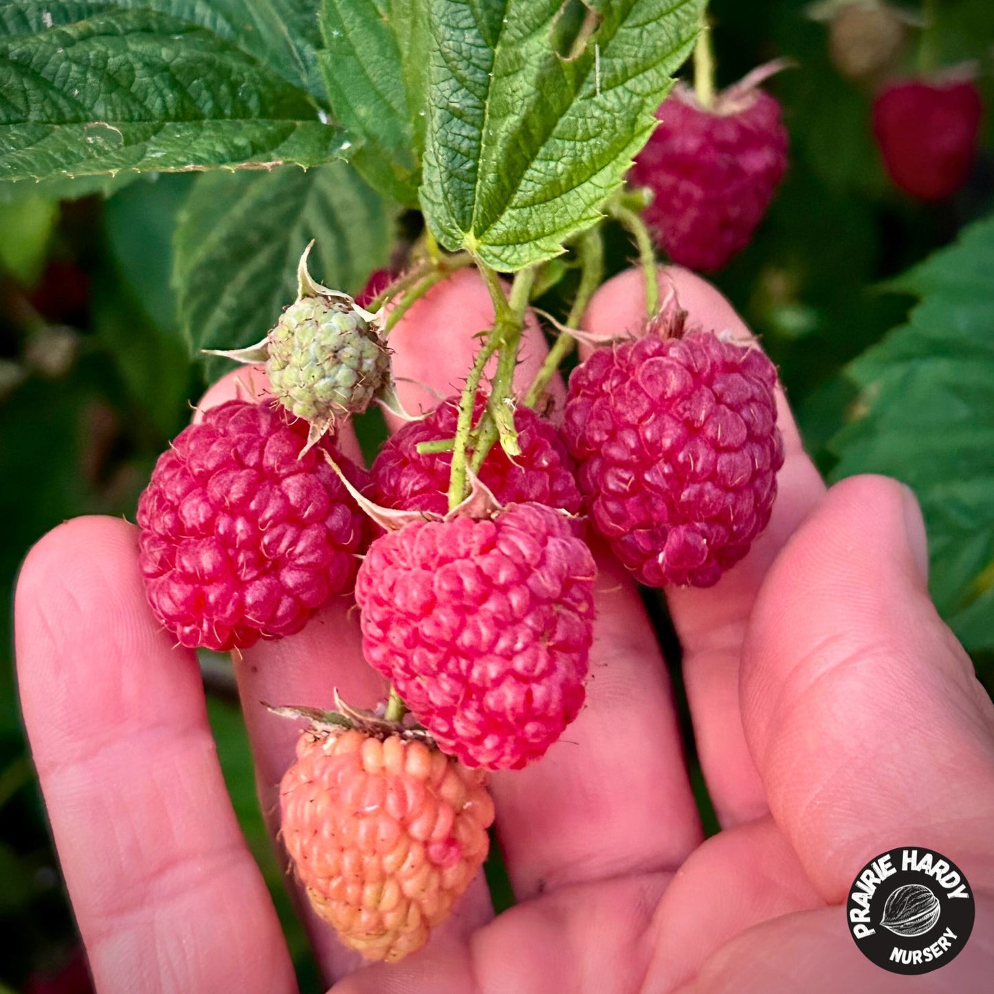 Red Mammoth Raspberry