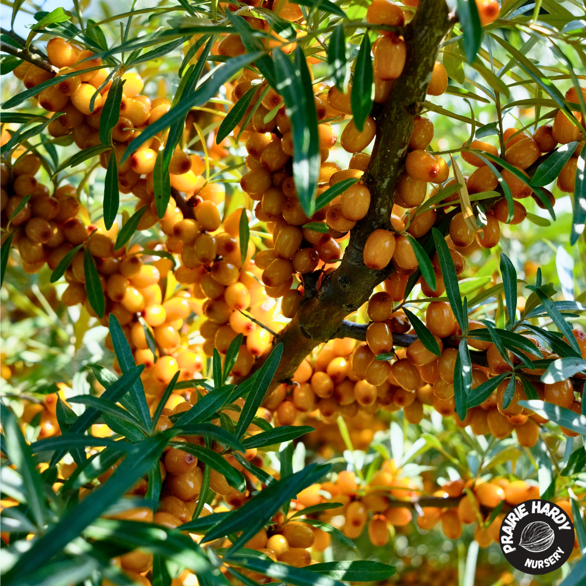 Klavdija Sea Buckthorn