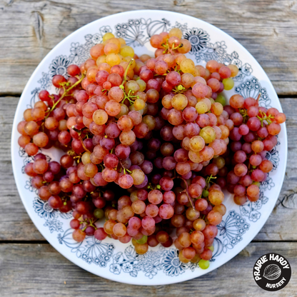 Somerset Grape