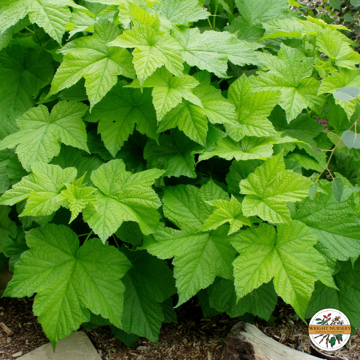 Thimbleberry
