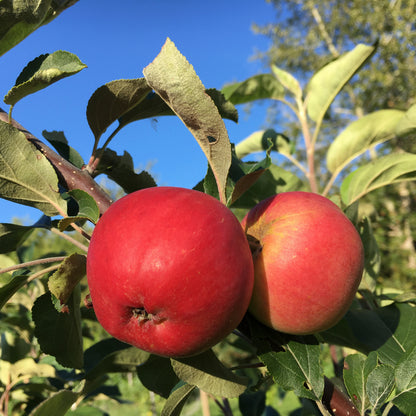 Red Sparkle Apple