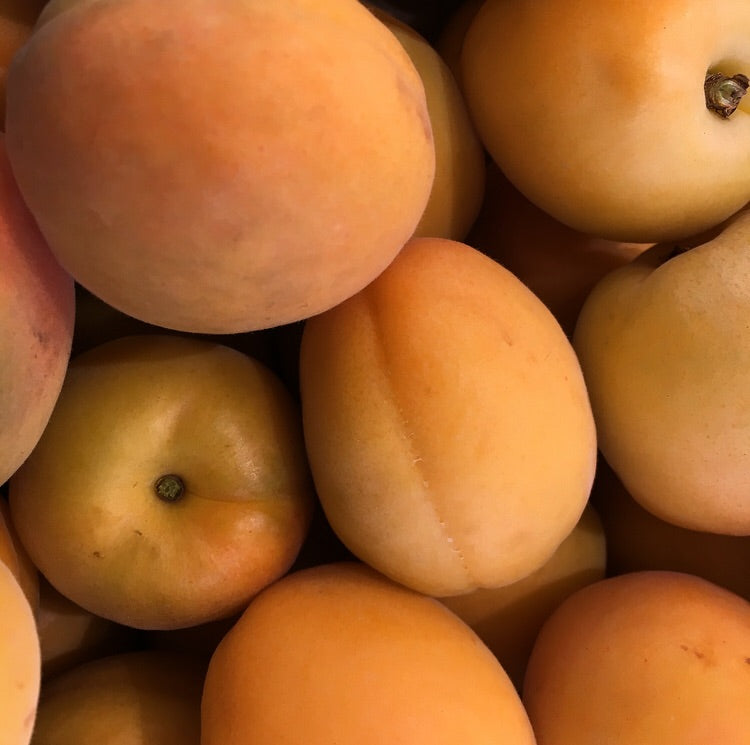 Manchurian Apricot